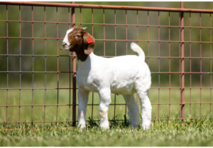 Tag: 2518     SIRE: Fish (Pandemonium x Paint Miller)     DAM: White Ear Miller Doe