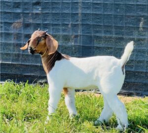 Tag: K2    SIRE: Game of Thrones     DAM: BTW Mean Machine