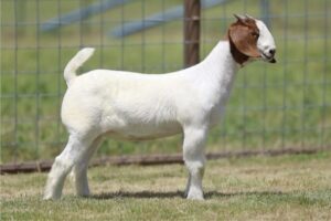 Tag: 138    SIRE: Russian Princess     DAM: 2108 (Godfather x 5814)