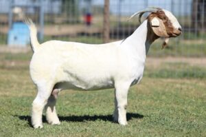 Sire: Onward Dam: Soldier Boy x Kilo Tag: 2109