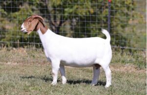 Tag: 0342   SIRE: Goodeye     DAM: Hutto 55 x Wingman