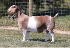 TAG: 0272          SIRE: Catapult         DAM: Hutto 55 x Wingman