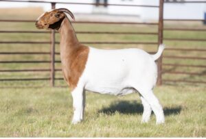 Tag: 2030    SIRE: Jawbreaker     DAM: Duncan